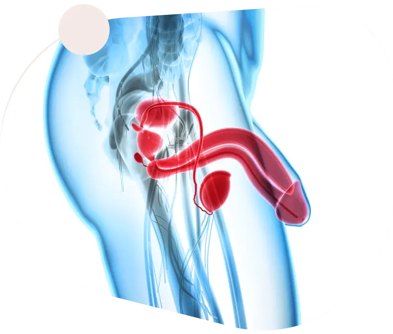 Body Anatomy Visualization